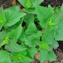 방아농장 이미지