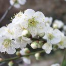 산골 매화꽃 축제 한마당 이미지