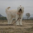 아름애견 이미지