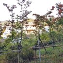 남한산성 청와정 펜션 이미지