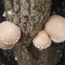 문수골농장 이미지