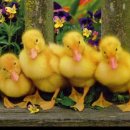 영암오리 이미지