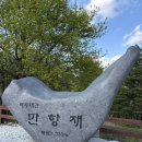 만항재 | 정선 가볼만한곳 만항재 후기 (야생화 천국, 북유럽 감성)