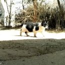 고양이 주택 이미지