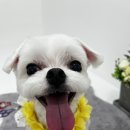 몽앤쥬 네이버블로그