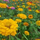 양항농장 이미지