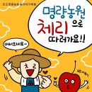 인해농원 | [리뷰] 진도 체리 펀딩 후기 (진도 명량농원)