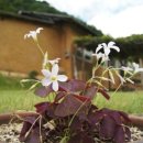 뒷골옛집 이미지