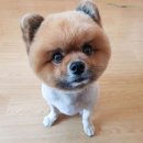 름자펫살롱 이미지