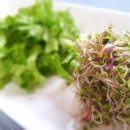 새싹의 아침 이미지