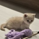 수원고양이전문분양 가토캣슬 광교용인점 | 수원/용인 고양이분양 리얼 후기 사진까지 만나봐요~!