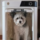 Pro켄넬 | 펫드라이룸 적응 훈련하는 방법 꿀팁 공유해요🐕