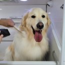 멍뭉워시 이미지