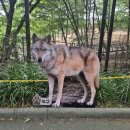 아셈플라워랜드주 | 대전 오월드로 늑구 보러 다녀온 하루🐺 (평일 오후 3시 입장 후기)