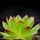 석연농장 이미지