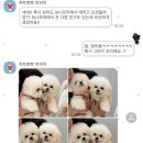 보니또따 이미지