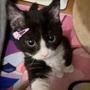 프린세스돌(Princess-doll) | 버니앤돌 입고 무채색 카페🔗앨범에 나밖에 없잖아 깜고🐈‍⬛🐾🖤