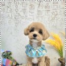 메리몰펫샵 이미지