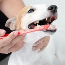 24시산들산들동물병원