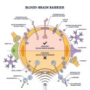 넥스유지 | 치매의 원인과 예방 그리고 아미넥스: 뇌 건강 관리의 핵심