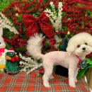 개르띠에 이미지