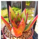 타우르스 이미지