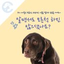 인천 강아지 심장병 단계 확인을 위한 청진의 필요성!