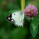 노랑나비 이미지