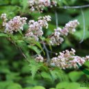 국수나무 이미지