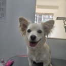 멍빨털빨 이미지