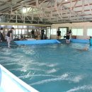 도그엔젤 이미지