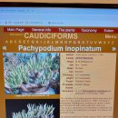 Madagascar 원산지구 멋진 Pachypodium innopinatum(파키포디움 이노피나툼) 소개 및 감상 이미지