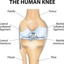 본본정형외과의원 | 무릎 인공관절 수술 재활 가이드라인 | 현직 물리치료사
