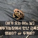 맹꽁이농장 이미지
