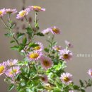 소국 이미지