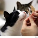 간식줄까? 이미지