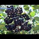비엔더블유