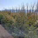 천국나무농원 이미지