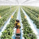 양영석농장 이미지