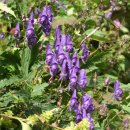 삼둔사가리 이미지