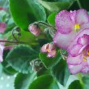 바이올렛 이미지