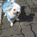 아람이네 Daum카페