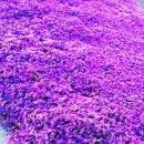 선자농장 이미지