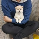 앵토리 이미지