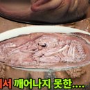 아기공룡마뱀