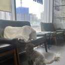 잘하는 동물메디컬센터 | 강북구 동물병원 루시드 동물메디컬센터 고양이 줄기세포 후기