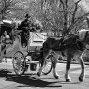 달리는마차 이미지