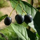 이팝나무(Fringe tree, Chionanthus retusus) 이미지