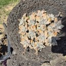 브니엘하우스 이미지