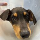 안동동물의료센터 이미지